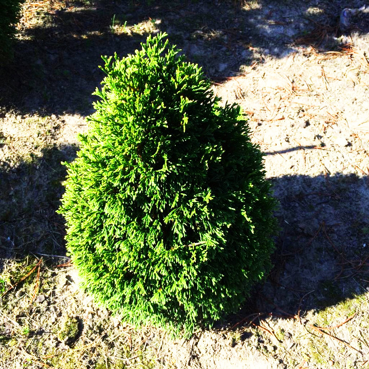 Туя західна Макс / С5 / h 30-40 / Thuja occidentalis Maks