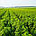 Саджанці літньої малини Емпліна - середня, крупноплідна, врожайна, безколючкова, фото 3