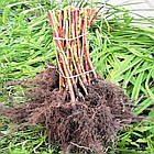 Саджанці літньої малини Абориген - рання, кисло-солодка, урожайна, безколючкова, фото 6
