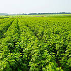 Саджанці ремонтантної малини Дніпро 2 - урожайна, крупноплідна, посухостійка, фото 3