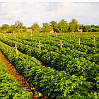 Саджанці ремонтантної малини Дніпро 2 - урожайна, крупноплідна, посухостійка, фото 4