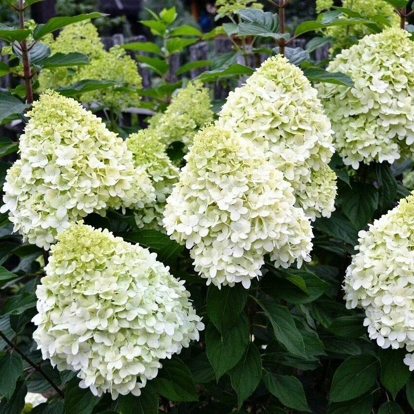 Саджанці Гортензії волотистої Геркулес (Hydrangea paniculata Hercules) Р9