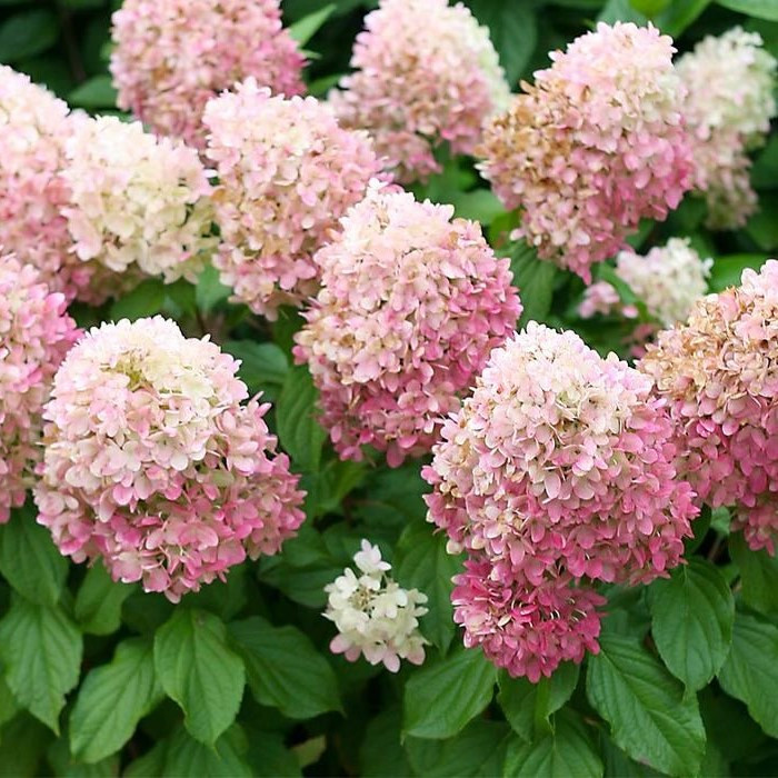 Саджанці Гортензії волотистої Тач оф Пінк (Hydrangea paniculata Touch of Pink) Р9, фото 1