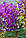 Хохлатка Purple Bird 6+, фото 2