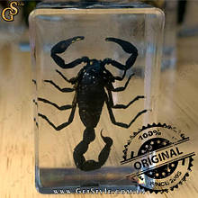 Чорний скорпіон в акрилі Black Scorpion подарунокна упаковка