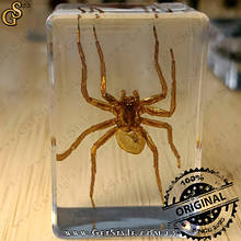 Коричневий отруйний павук в акрилі Poison Spider подарунокна упаковка