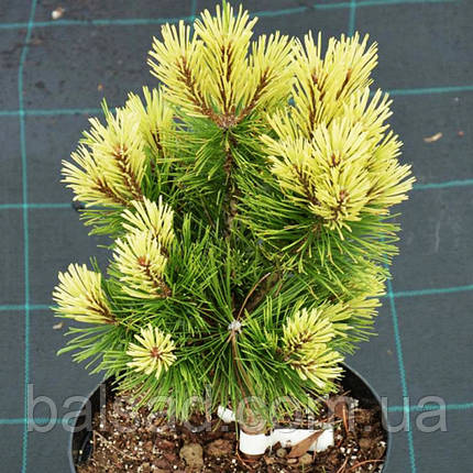 Сосна гірська Місті / С5 / h 40-50 / Pinus mugo Misty, фото 3