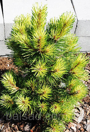 Сосна гірська Місті / С5 / h 40-50 / Pinus mugo Misty, фото 4