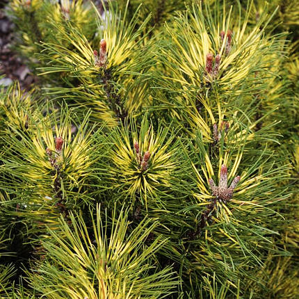 Сосна гірська Саншайн / С5 / h 30-40 / Pinus mugo Sunshine, фото 2