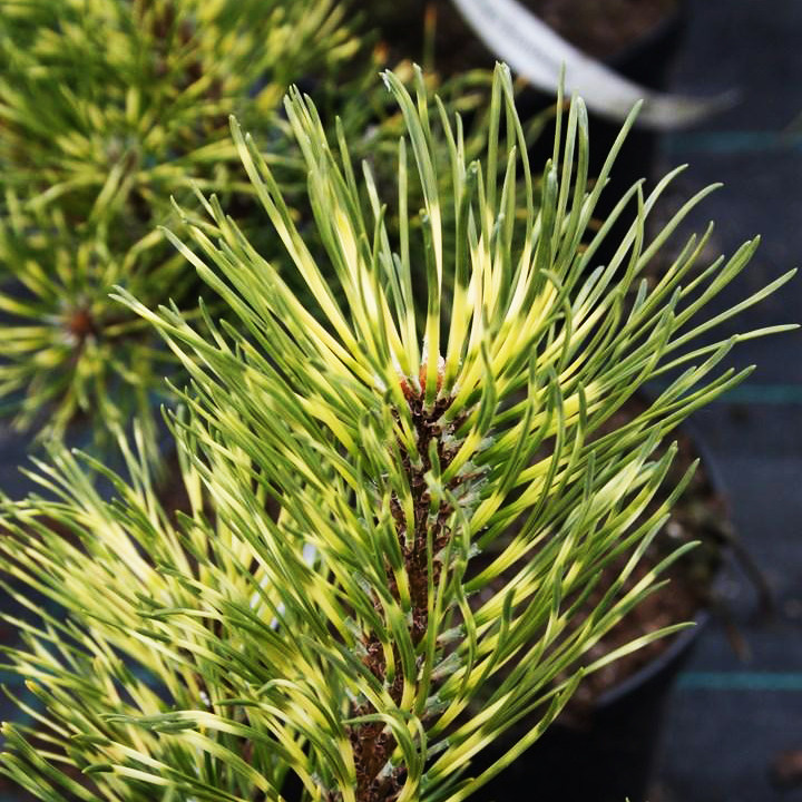 Сосна гірська Саншайн / С5 / h 30-40 / Pinus mugo Sunshine