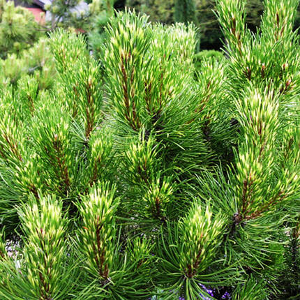 Сосна гірська Саншайн / С5 / h 30-40 / Pinus mugo Sunshine, фото 3