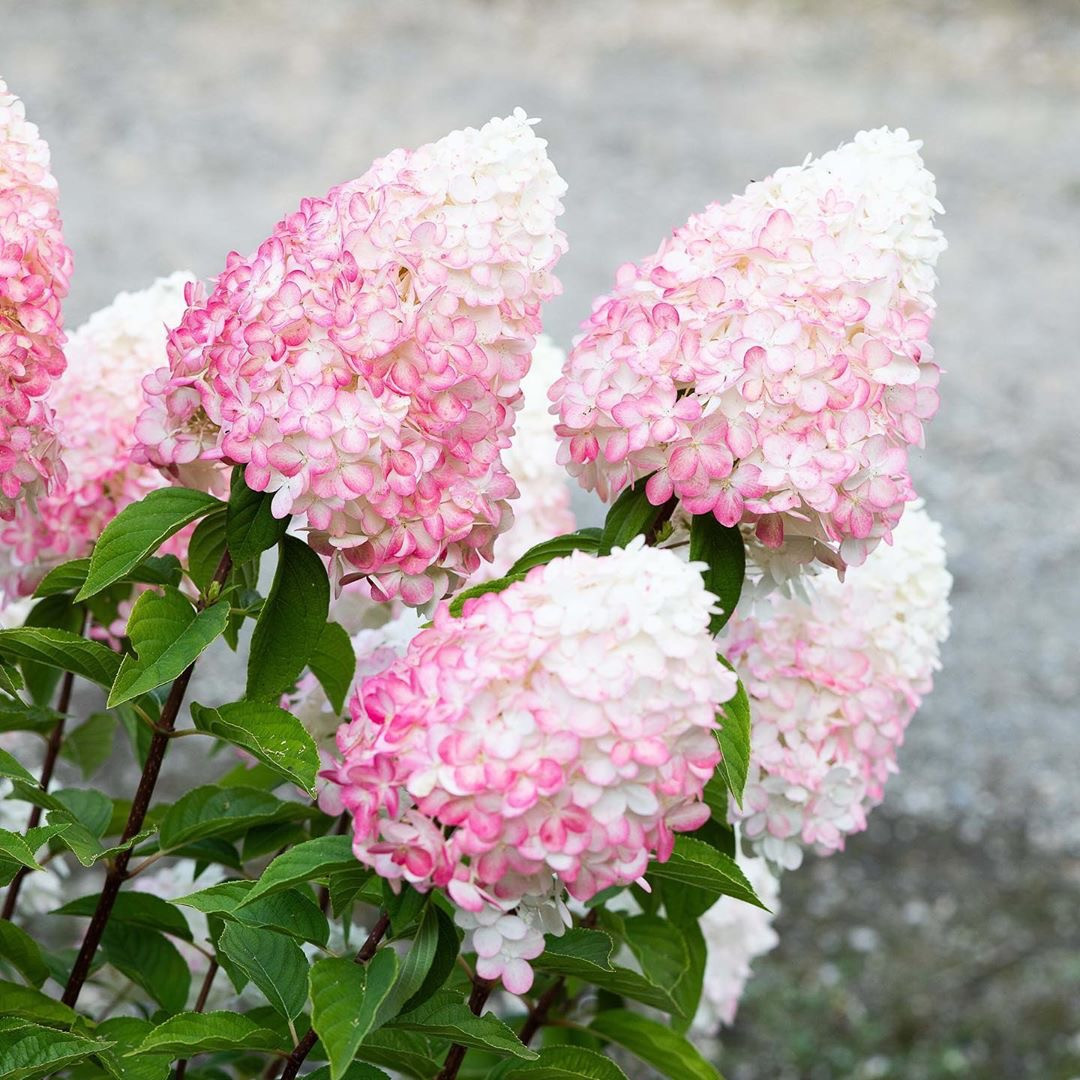 Саджанці Гортензії волотистої Пінк енд Роуз (Hydrangea paniculata Pink and Rose) Р9