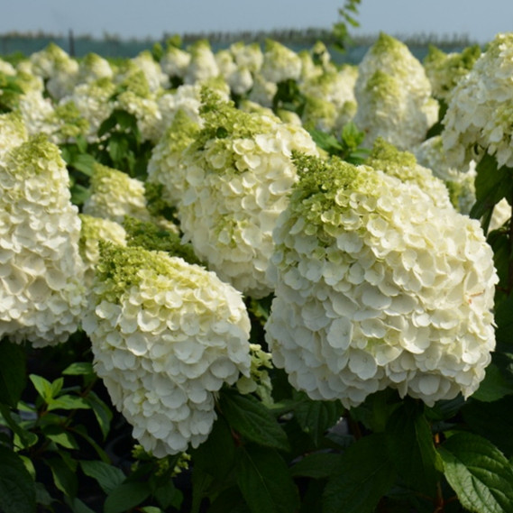 Саджанці Гортензії волотистої Меджикал Монт Бланк (Hydrangea paniculata Magical Mont Blanc) Р9, фото 1