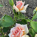 Валенсія (Valencia), фото 4