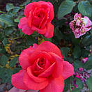 Крістофер Колумб (Christophe Colomb), фото 2