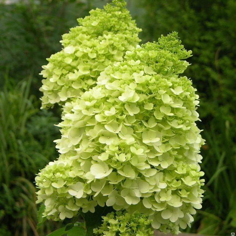 Саджанці Гортензії волотистої Мохіто (Hydrangea paniculata Mojito) Р9