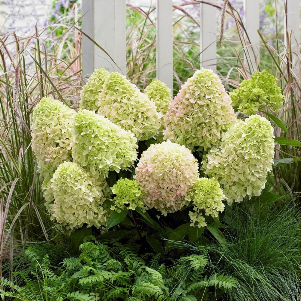 Саджанці Гортензії волотистої Літл Фрайз (Hydrangea paniculata Little Fraise) Р9