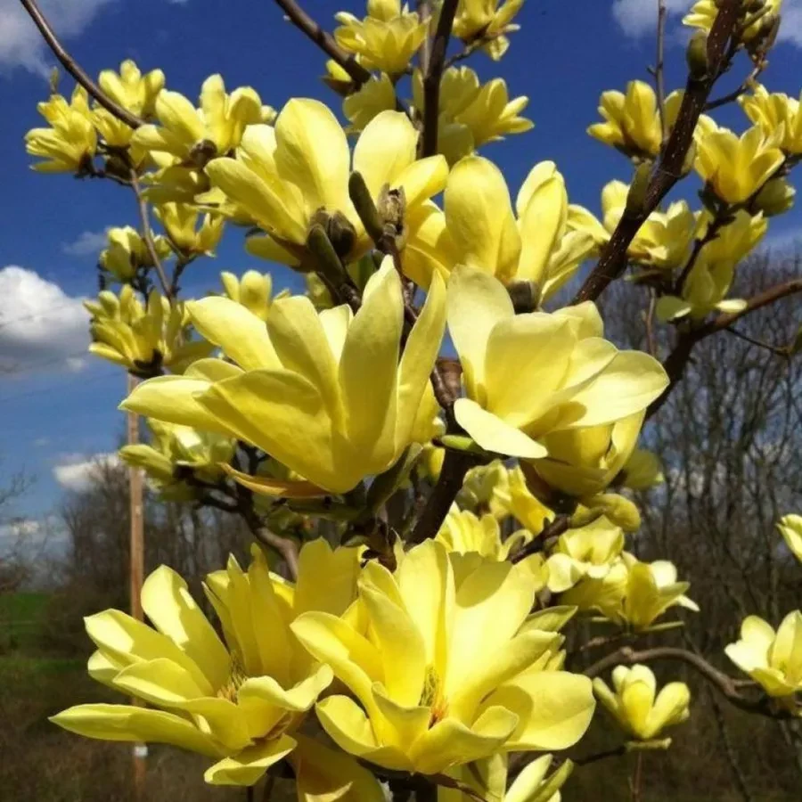 Саджанці Магнолії гібридної Еллоу Лантерн (Magnolia hybrid Yellow Lantern) Р9