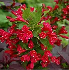 Саджанці Вейгели гібридної Ред Принц  (Weigela hybrida Red Prince) Р9, фото 2