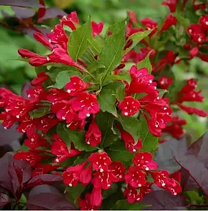 Саджанці Вейгели гібридної Ред Принц  (Weigela hybrida Red Prince) Р9