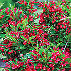 Саджанці Вейгели гібридної Ред Принц  (Weigela hybrida Red Prince) Р9, фото 2