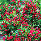 Саджанці Вейгели гібридної Ред Принц  (Weigela hybrida Red Prince) Р9, фото 3