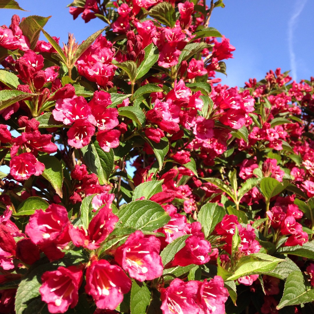 Саджанці Вейгели гібридної Ева Ратке (Weigela hybrida Eva Rathke) Р9