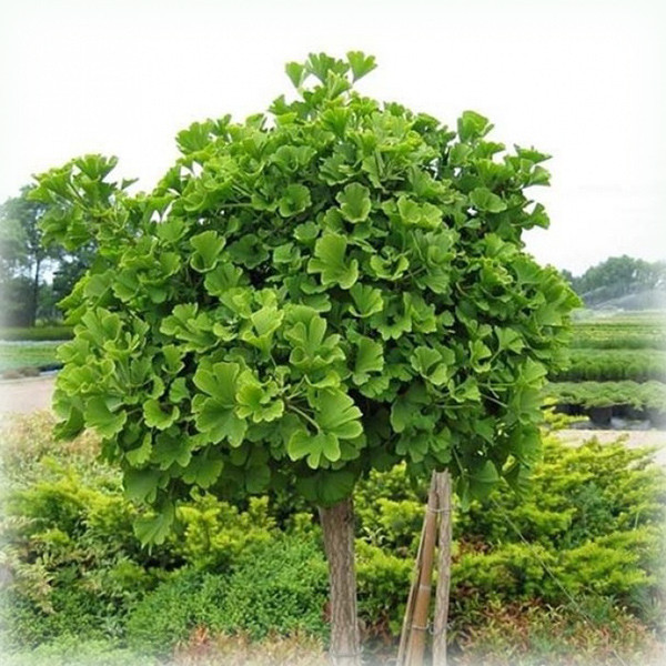 Гінкго дволопатеве Ginkgo biloba Baldi (Балді)  на штамбі, фото 1