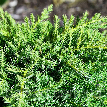 Ялівець китайський Франц / С3 / d 25-35 / Juniperus Franz, фото 3