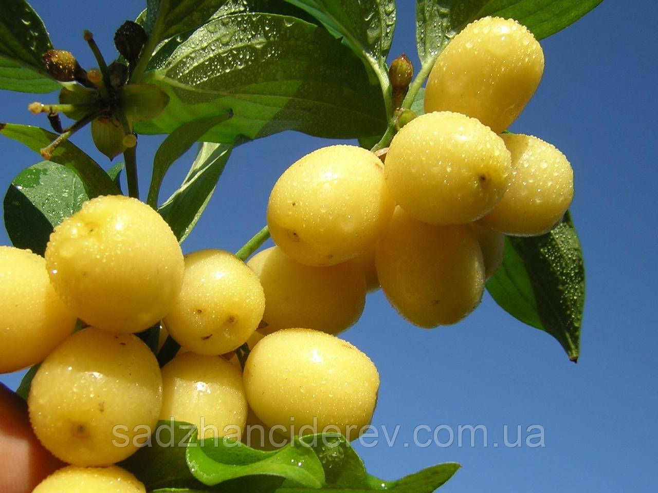 Саджанці Кізила Янтарний (жовтий щеплений)