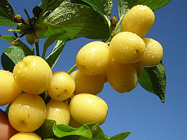 Саджанці Кізила Янтарний (жовтий щеплений)