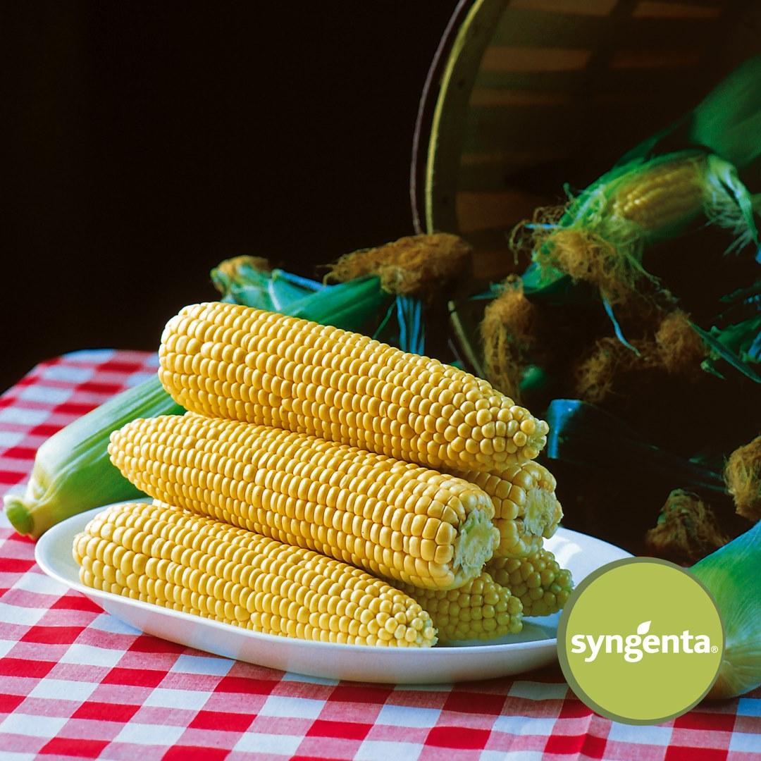 Спіріт F1 (100 000 нас.) насіння солодкої кукурудзи Syngenta