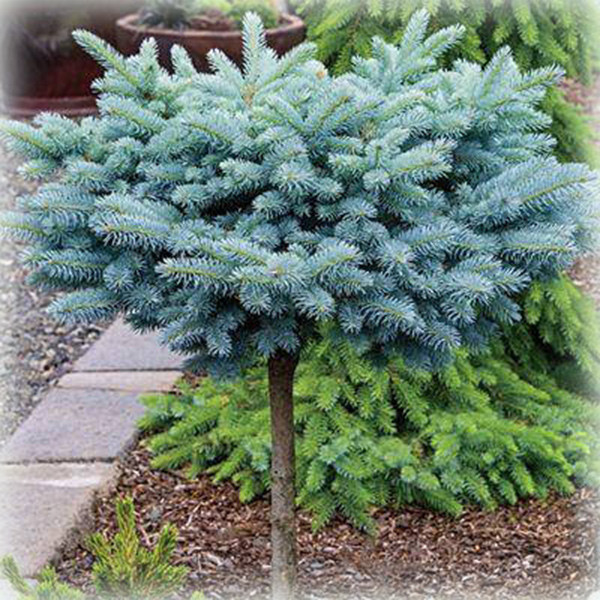 Ялина колюча Глаука Глобоза (Glauca Globosa) на штамбі