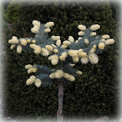 Ялина колюча Біалобок (Bialobok) на штамбі