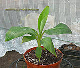 Банан Київський карлик саджанці (in vitro). н-35-40- см гір 5 л, фото 2