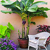 Банан Київський карлик саджанці (in vitro). н-35-40- см гір 5 л, фото 5