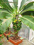 Банан Київський карлик саджанці (in vitro). н-35-40- см гір 5 л, фото 3