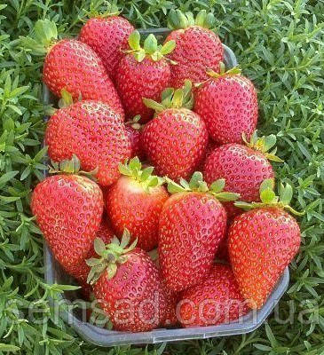 Полуниця Альбіон (ремонтантна \ саджанці р12 )