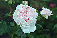 Саженцы роз Мария Терезия (Mariatheresia)