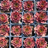 Молоділо гігантське "Andromeda", фото 2