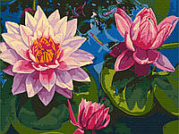 Картина по номерам цветы лилии Водные кувшинки 40х50см Раскраски по цифрам Живопись Картины по номерам Брашми