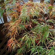 Клен японський Тояма / С20 / Штамб h 90-100 / Acer Toyama, фото 5
