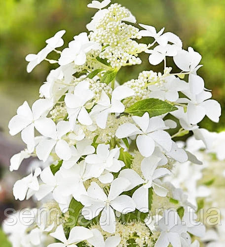 Гортензія волотиста Левана \ Hydrangea Levana ( саджанці 3 роки С5л )