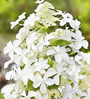 Гортензия метельчатая Левана \Hydrangea Levana ( саженцы 3 года С5л )