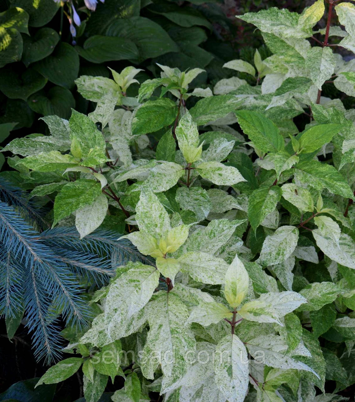 Гортензія волотиста Шикоку Флеш Hydrangea pan. Shikoku Flash ( саджанці 3 роки )