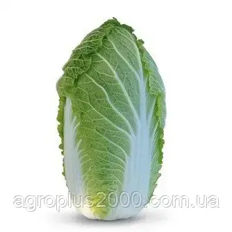 Насіння Капуста пекінська Яморі F1, 2500 насінин Kitano Seeds, фото 1
