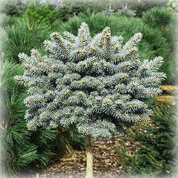 Ялина колюча Glauca Compacta (Глаука Компакта) на штамбі