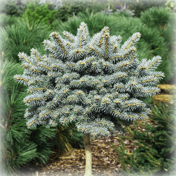 Ялина колюча Glauca Compacta (Глаука Компакта) на штамбі, фото 1