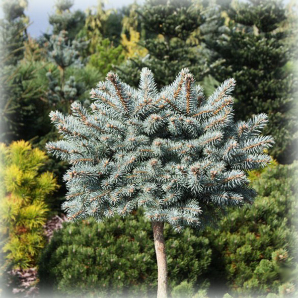 Ялина колюча Глаука Компакта (Glauca Compacta) на штамбі, фото 1