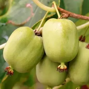 Саджанці Актинідії (ківі) Байерн Ківі (Bayern Kiwi) дворічна - жіночий сорт, крупноплідна, солодка С1.5